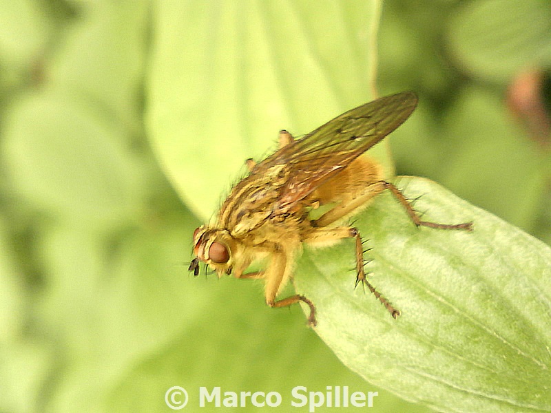 Grosso dittero: Scathophaga stercoraria